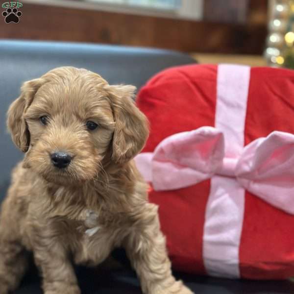 Woody, Mini Goldendoodle Puppy
