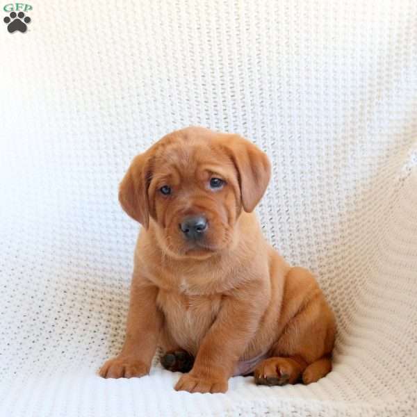 Wader, Fox Red Labrador Retriever Puppy