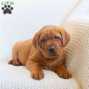 Wader, Fox Red Labrador Retriever Puppy