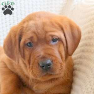 Wader, Fox Red Labrador Retriever Puppy