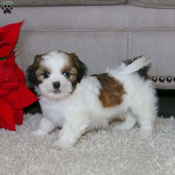 Waldo, Shih Tzu Puppy