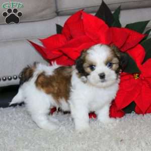 Waldo, Shih Tzu Puppy