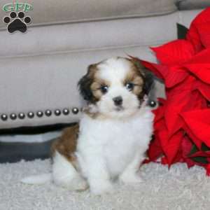 Waldo, Shih Tzu Puppy