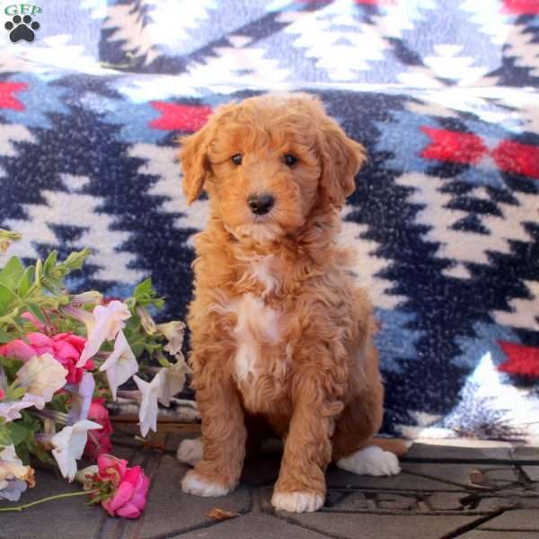 Walker, Mini Goldendoodle Puppy