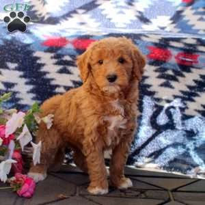 Walker, Mini Goldendoodle Puppy