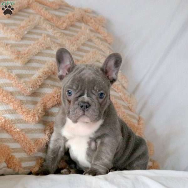 Walter, French Bulldog Puppy