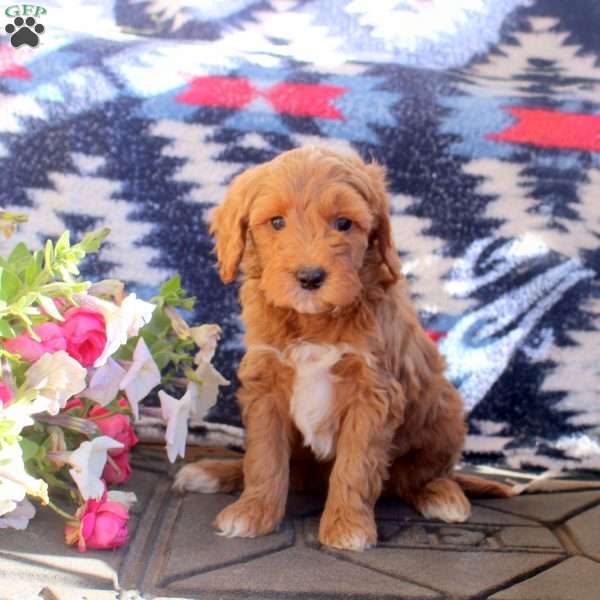 Wanda, Mini Goldendoodle Puppy