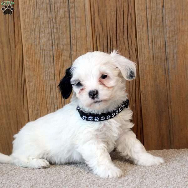 Wanda, Havapoo Puppy