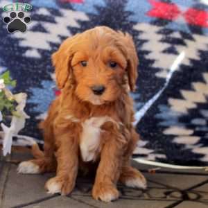 Wanda, Mini Goldendoodle Puppy