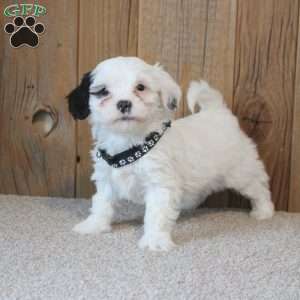 Wanda, Havapoo Puppy