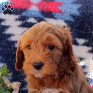 Wanda, Mini Goldendoodle Puppy