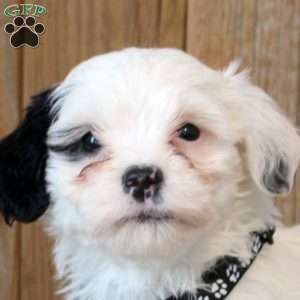 Wanda, Havapoo Puppy