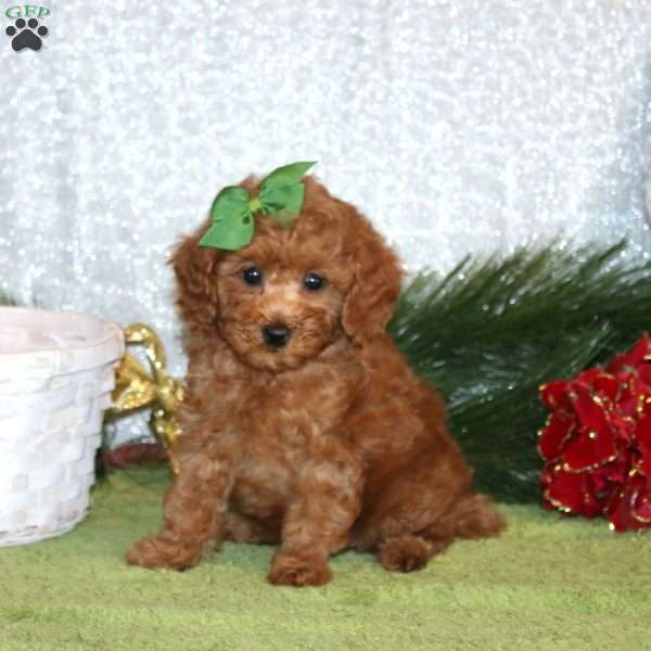 Wanda, Toy Poodle Puppy