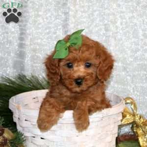 Wanda, Toy Poodle Puppy