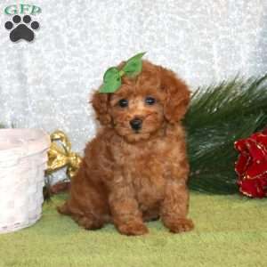 Wanda, Toy Poodle Puppy