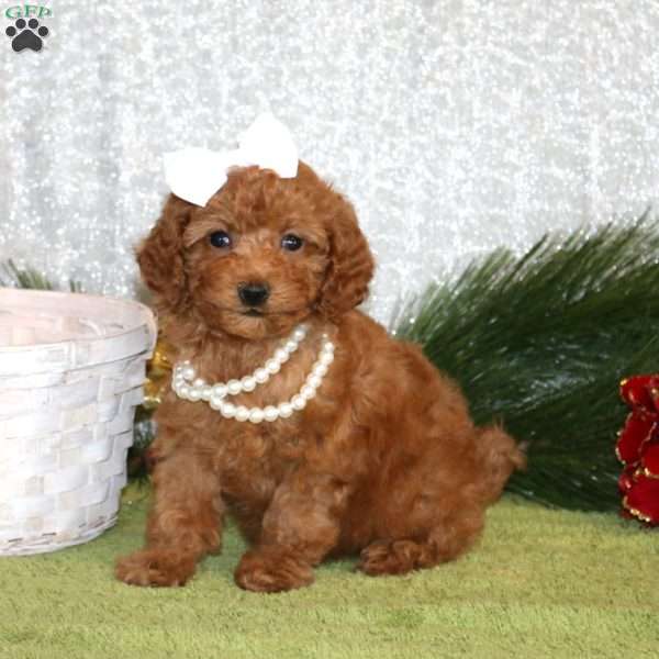 Wanita, Toy Poodle Puppy