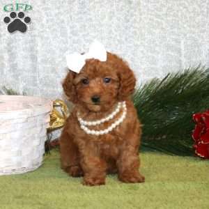 Wanita, Toy Poodle Puppy
