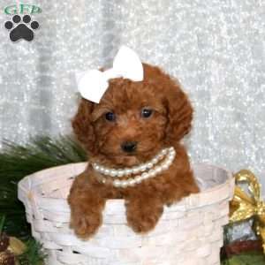 Wanita, Toy Poodle Puppy