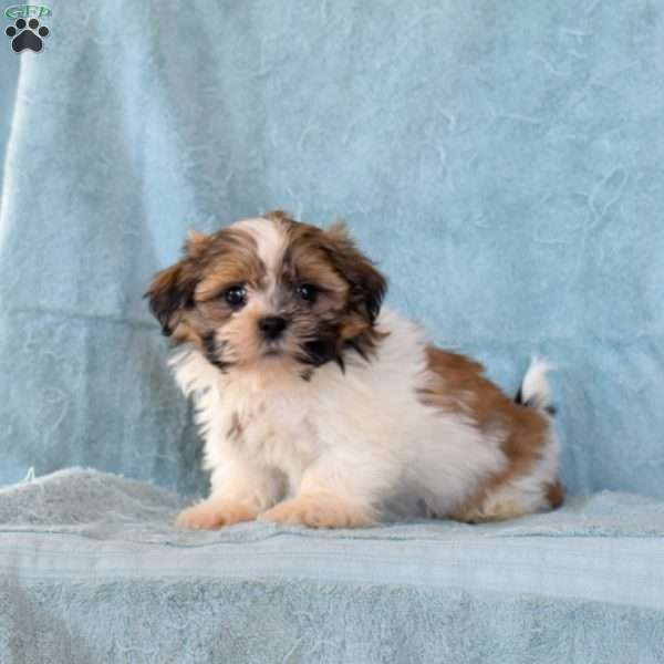 Watson, Shih Tzu Puppy
