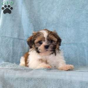 Watson, Shih Tzu Puppy