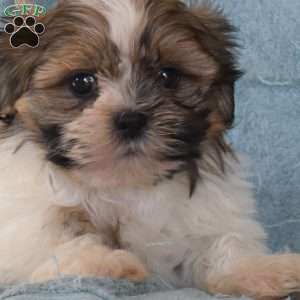 Watson, Shih Tzu Puppy
