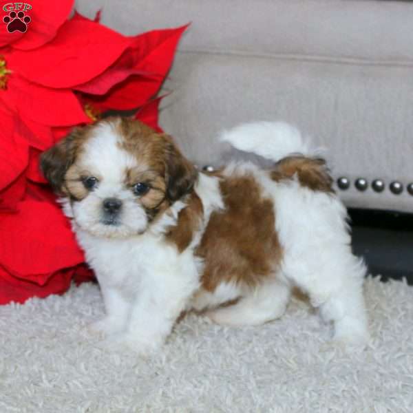 Watson, Shih Tzu Puppy