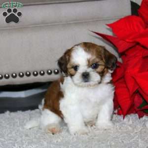 Watson, Shih Tzu Puppy