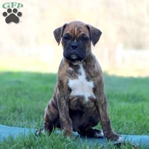 Watson, Boxer Puppy