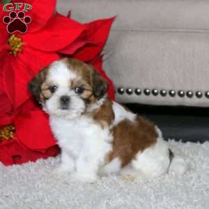 Watson, Shih Tzu Puppy