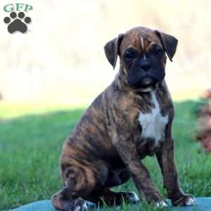 Watson, Boxer Puppy