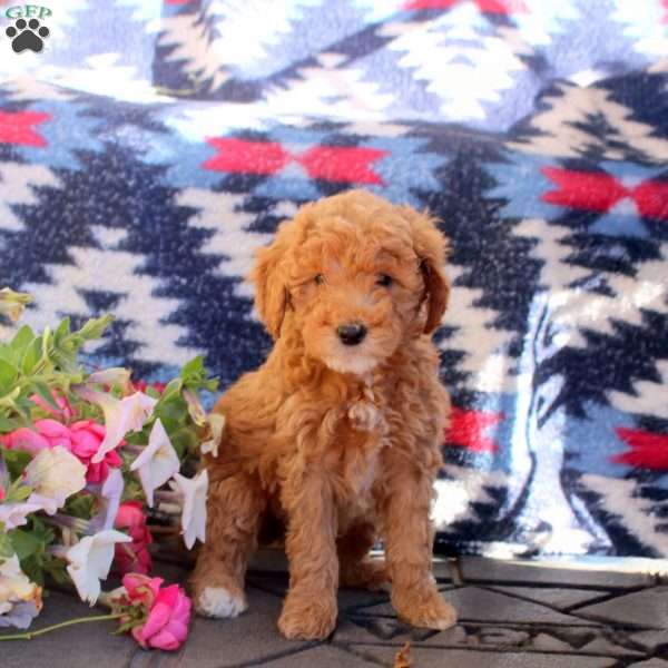 Wendy, Mini Goldendoodle Puppy