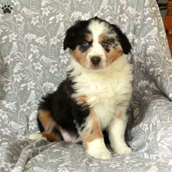 Wendy, Australian Shepherd Puppy