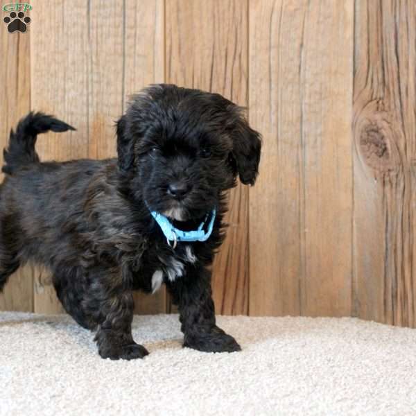 Wendy, Havapoo Puppy