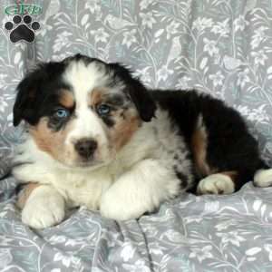 Wendy, Australian Shepherd Puppy
