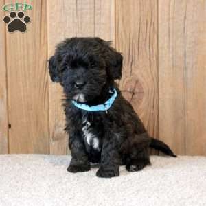 Wendy, Havapoo Puppy