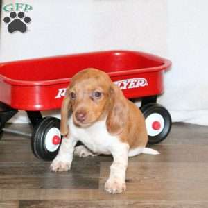 Wendy, Dachshund Puppy