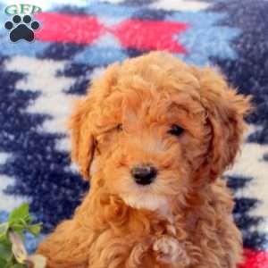 Wendy, Mini Goldendoodle Puppy