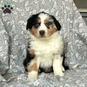 Wendy, Australian Shepherd Puppy