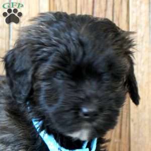 Wendy, Havapoo Puppy