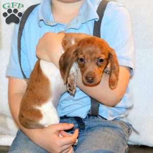 Wendy, Dachshund Puppy