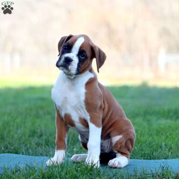 Wendy, Boxer Puppy
