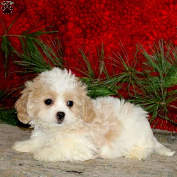 Wesley, Cavachon Puppy