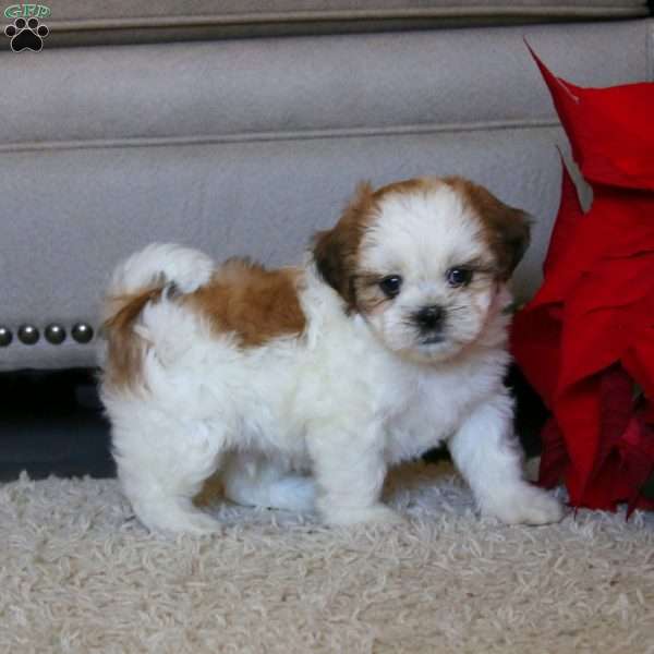 Wesley, Shih Tzu Puppy