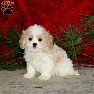 Wesley, Cavachon Puppy