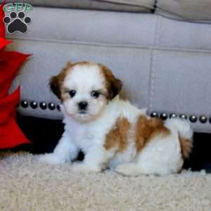 Wesley, Shih Tzu Puppy