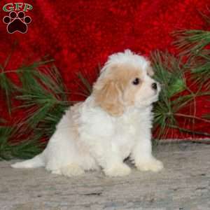 Wesley, Cavachon Puppy