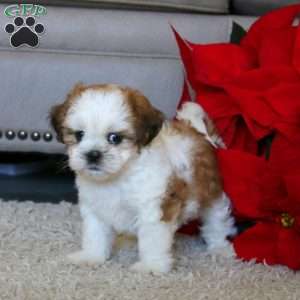 Wesley, Shih Tzu Puppy