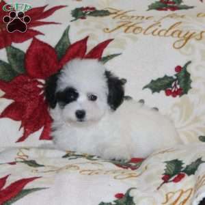 Whisper, Bich-Poo Puppy