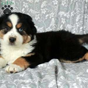 Whisper, Australian Shepherd Puppy