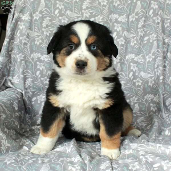 Whisper, Australian Shepherd Puppy